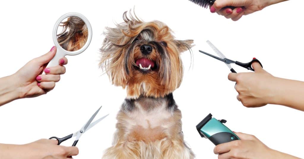 Dog Grooming Business