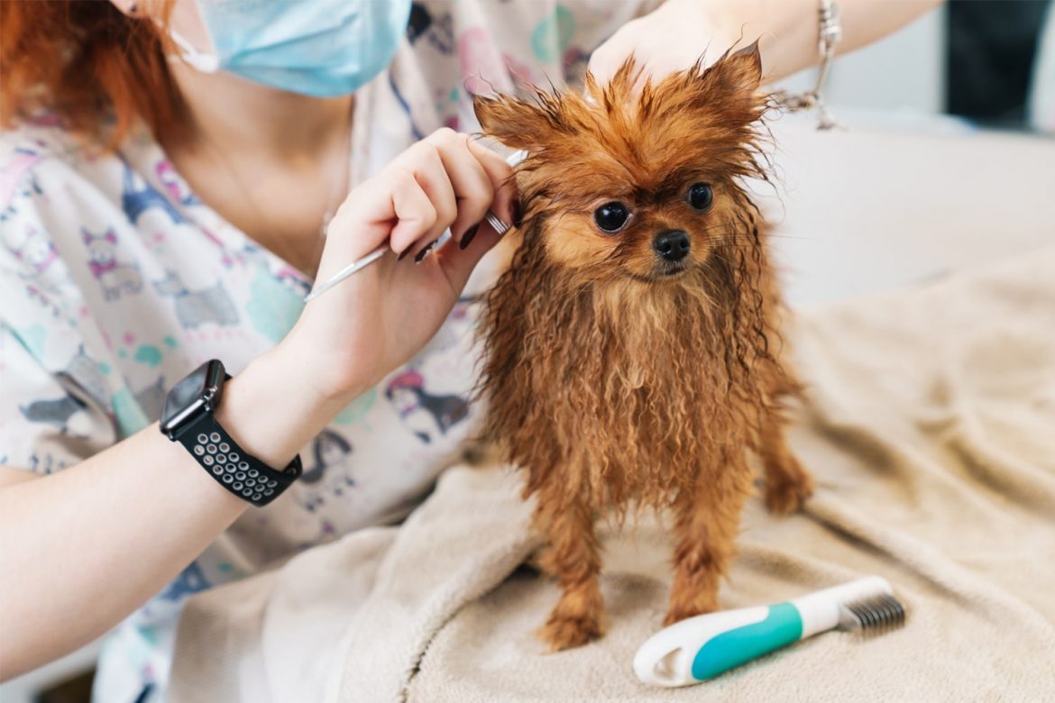 The Importance of Miami Dog Grooming You Should Know